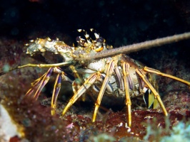 Lobster IMG 3256